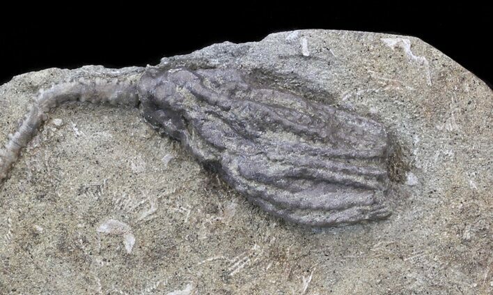 Hylodecrinus Crinoid Fossil - Warsaw Formation, Illinois #43526